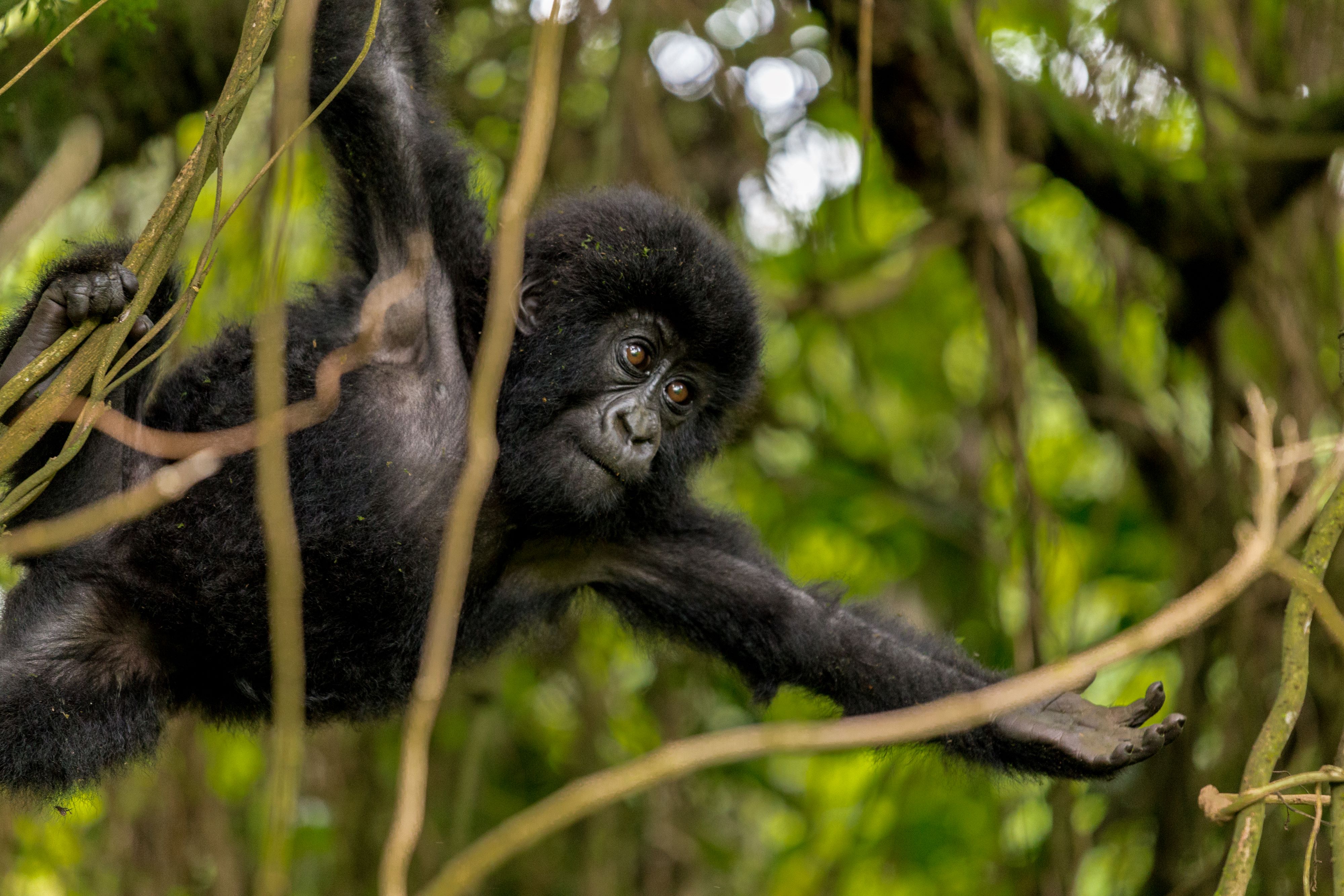 Image number 1 for 2 -day Uganda Gorilla Trek.
