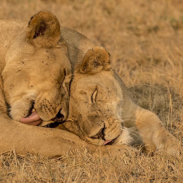 Image number 1 for 2 Days Safari- Tarangire & Ngorongoro
