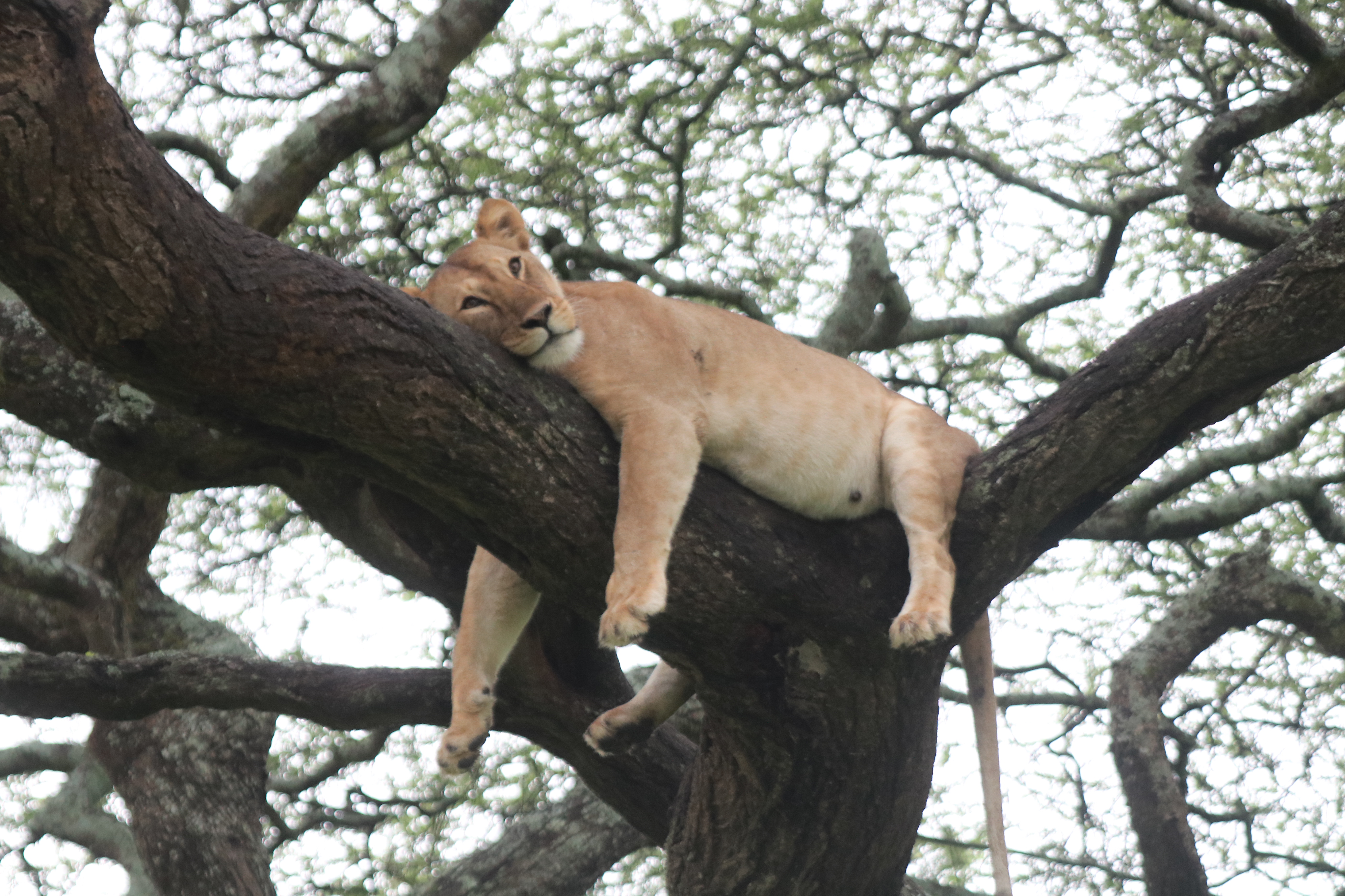 background image for - 6 Days Wildlife Safari