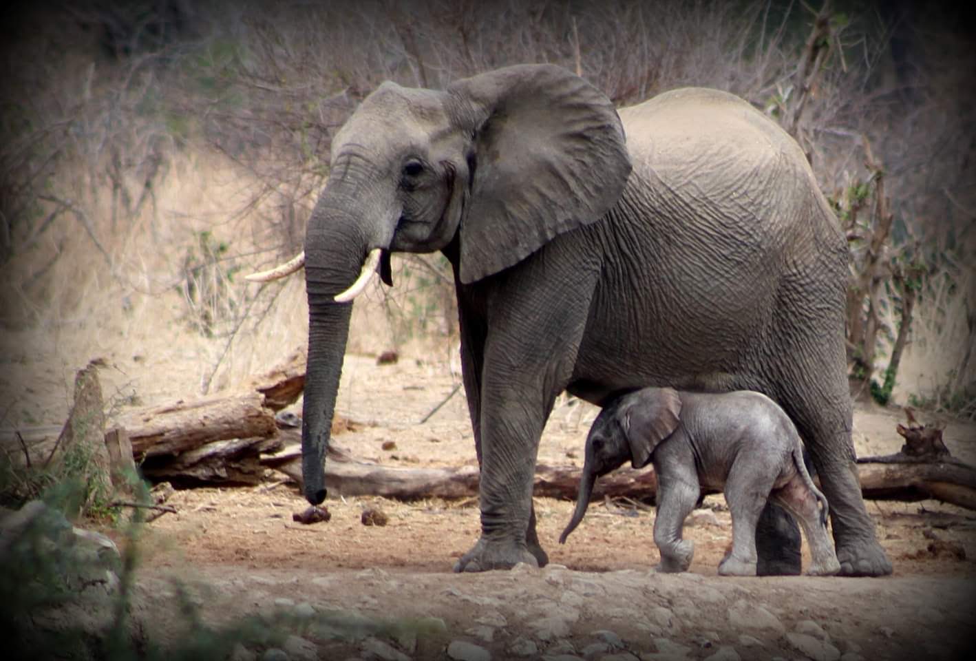 Image number 3 for Day Trip : Ruaha National Park From Iringa