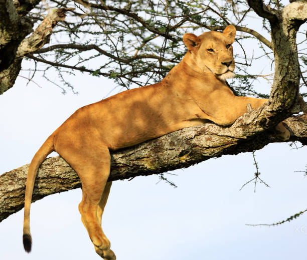 background image for - Best 3 Days Tanzania Safari 