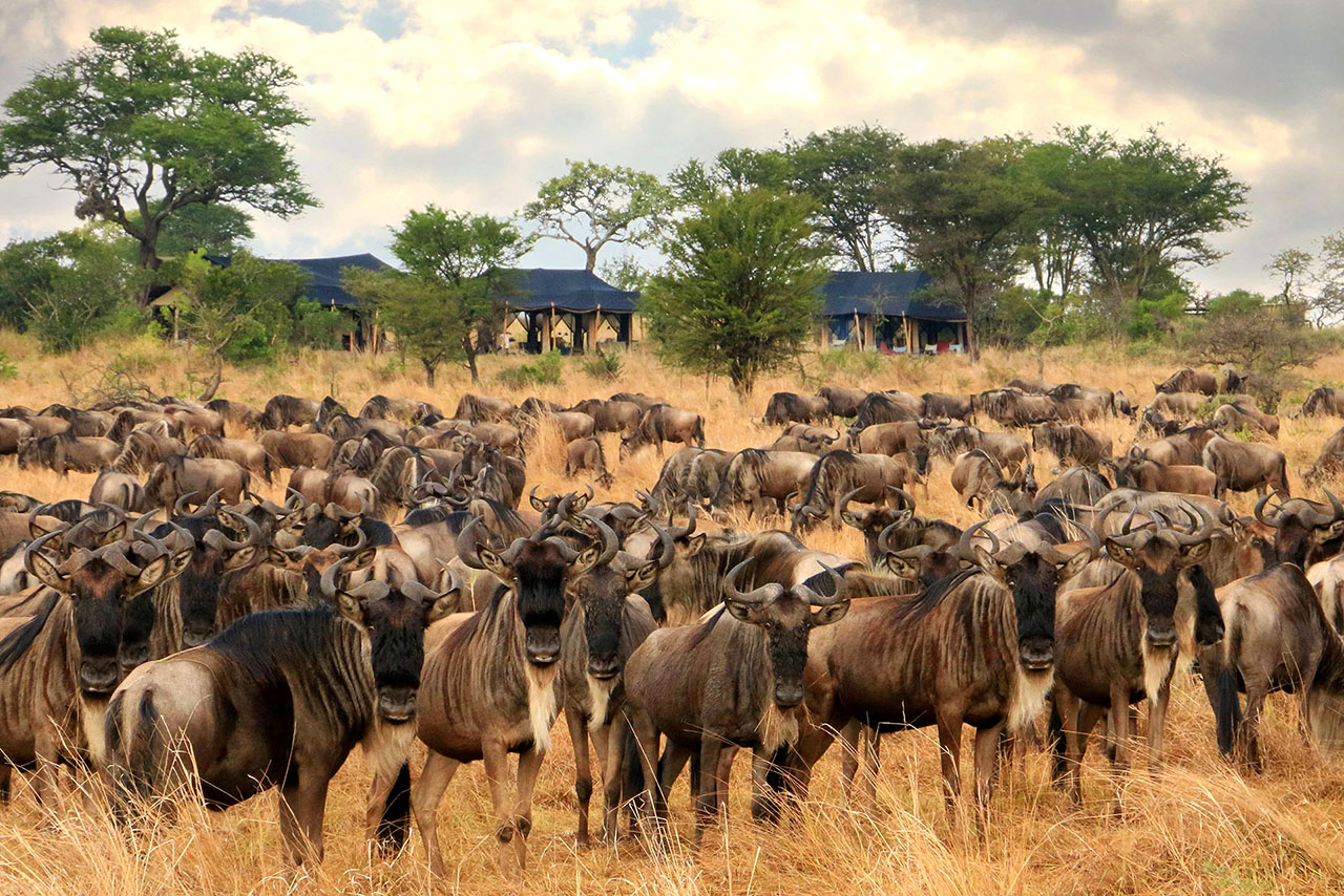 Image number 2 for The Majestic Crown: Signature Serengeti & Ngorongoro Safari