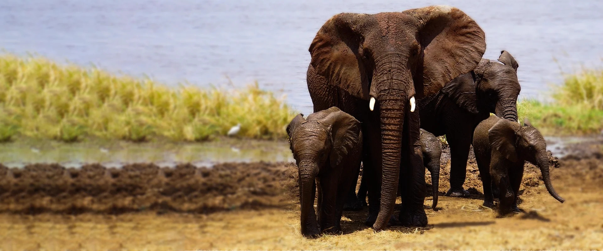 Image number 1 for 4-Day Group Camping To Tarangire Serengeti Ngorongoro