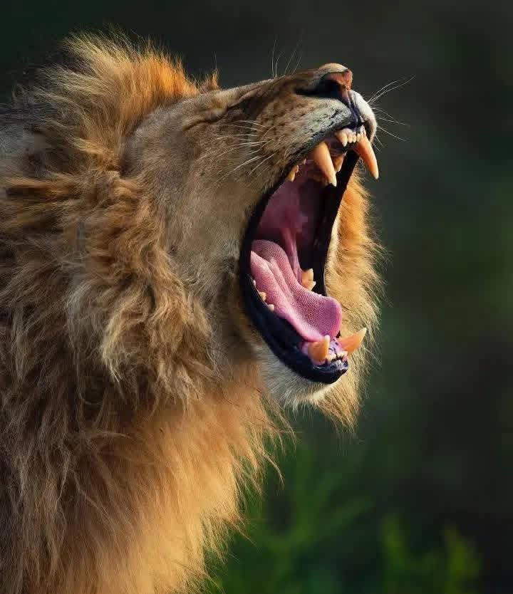 Image number 5 for Budget Joining Camping Safari In Tanzania