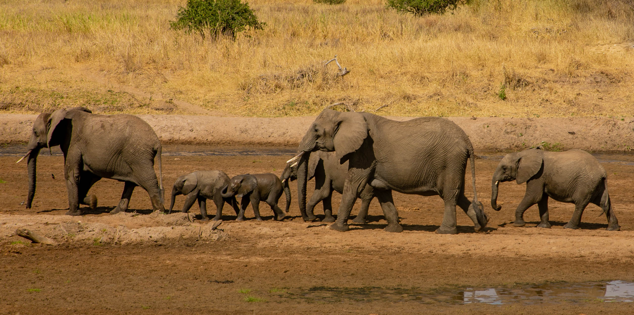 Image number 2 for 4 Days Group Shared Safari