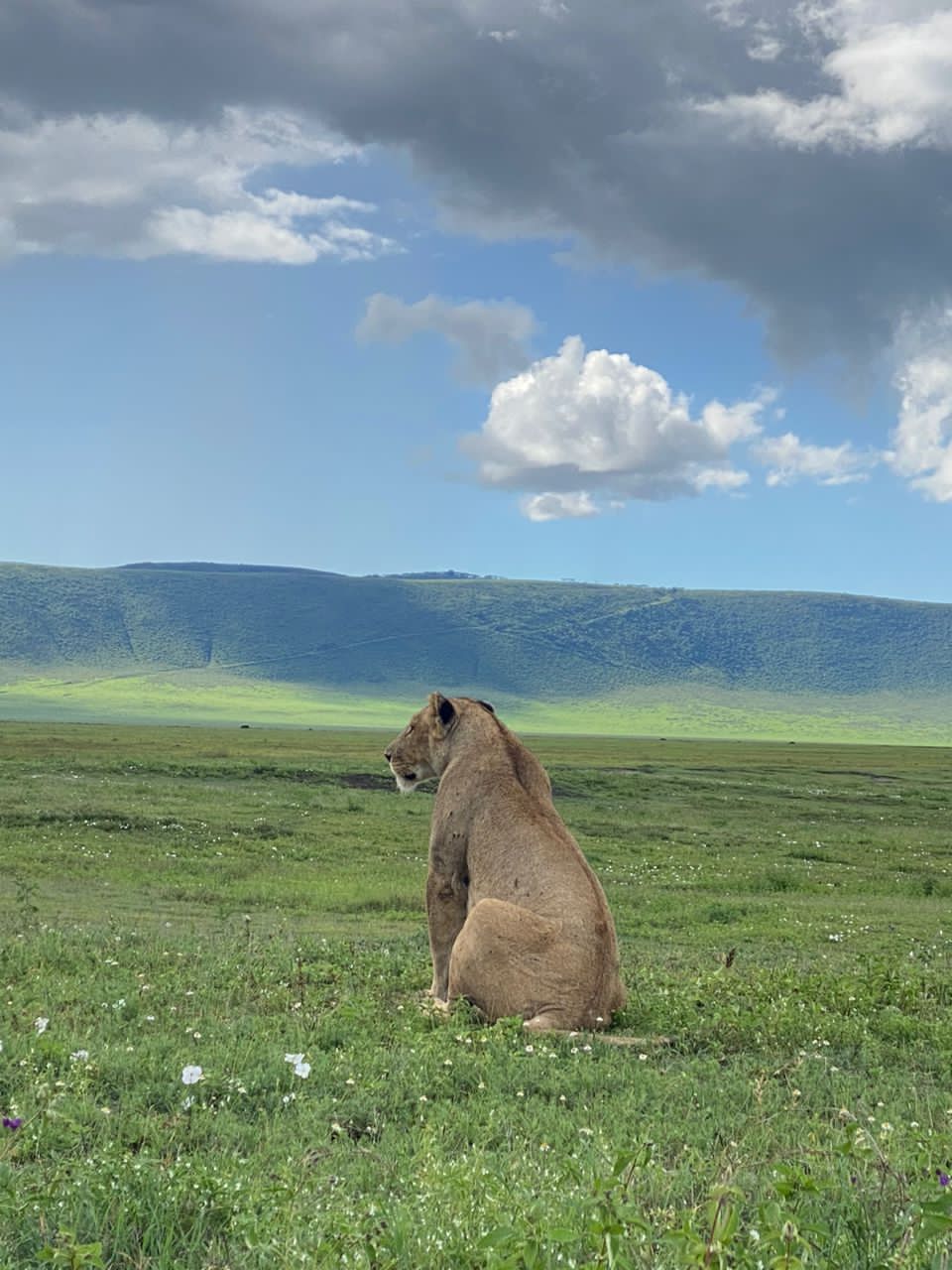 background image for - Day Trip To Ngorongoro Crater