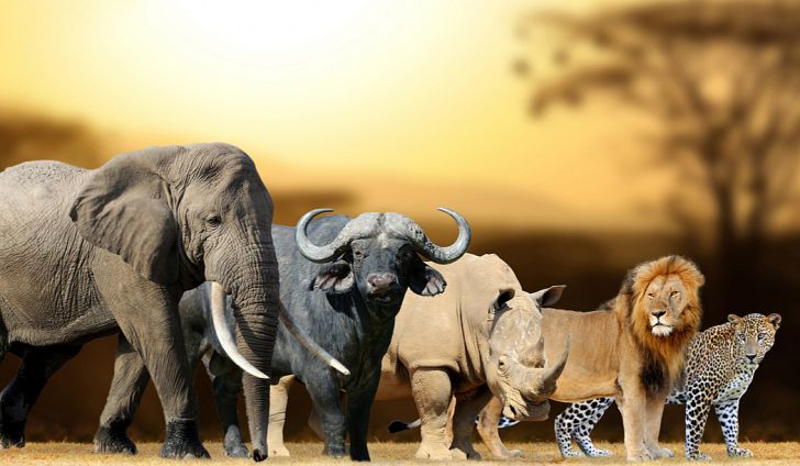 background image for - Best 5 Days Big Five Safari