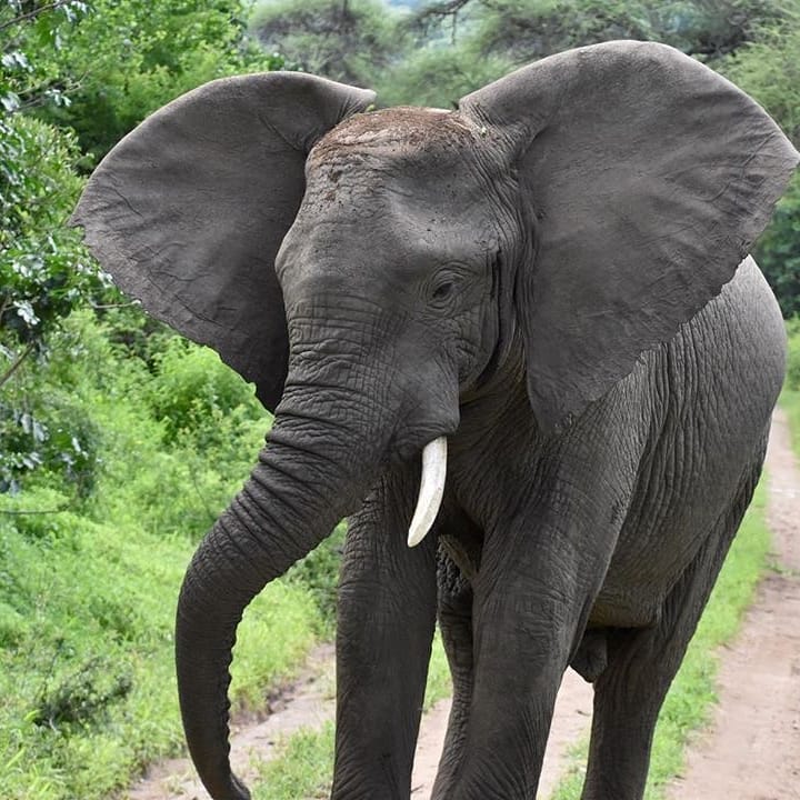 Image number 3 for 3 Day : Saadani National Park And Maasai Cultural Visit