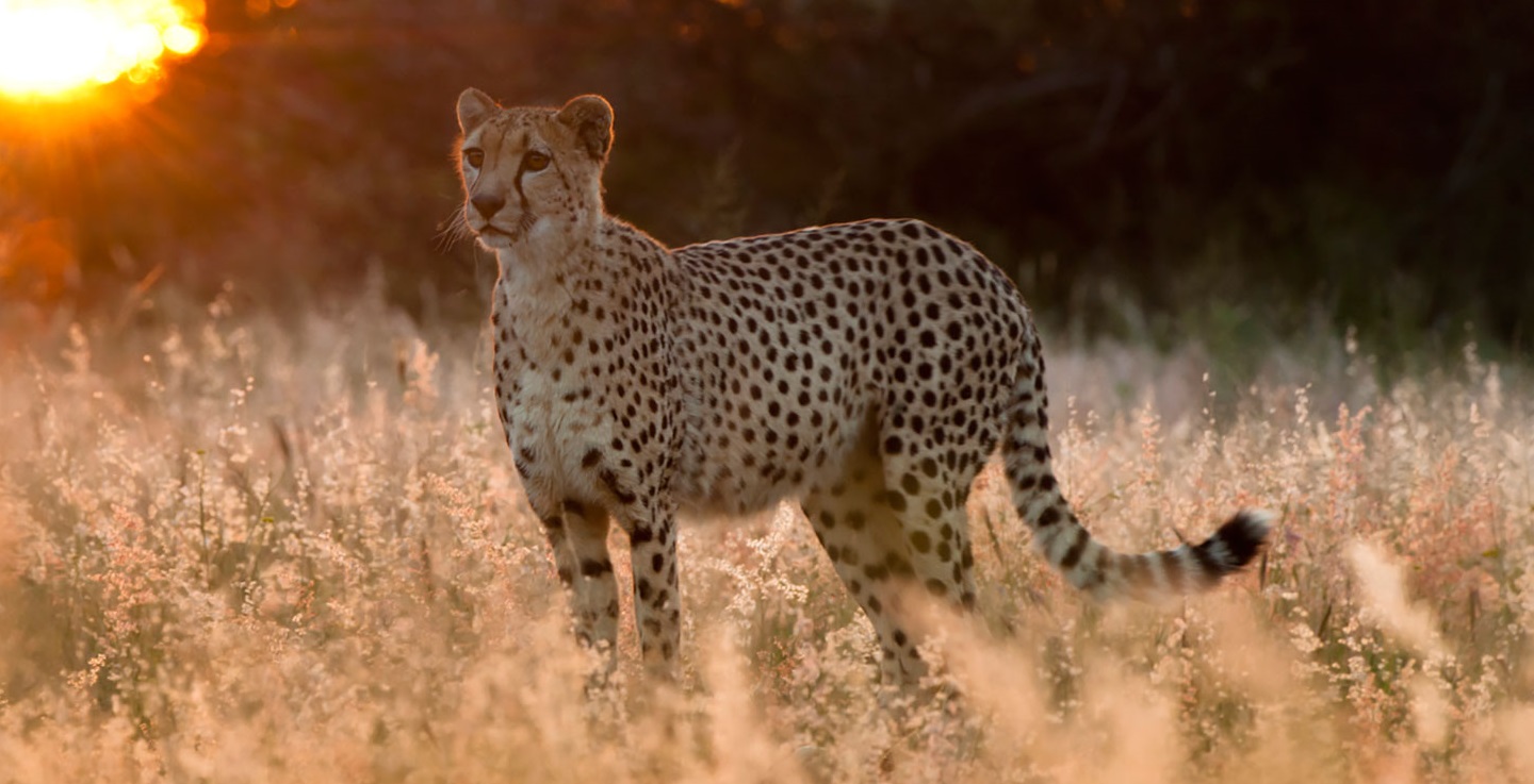 Image number 4 for 2 Days Tanzania Luxury  Safari 2026-2027