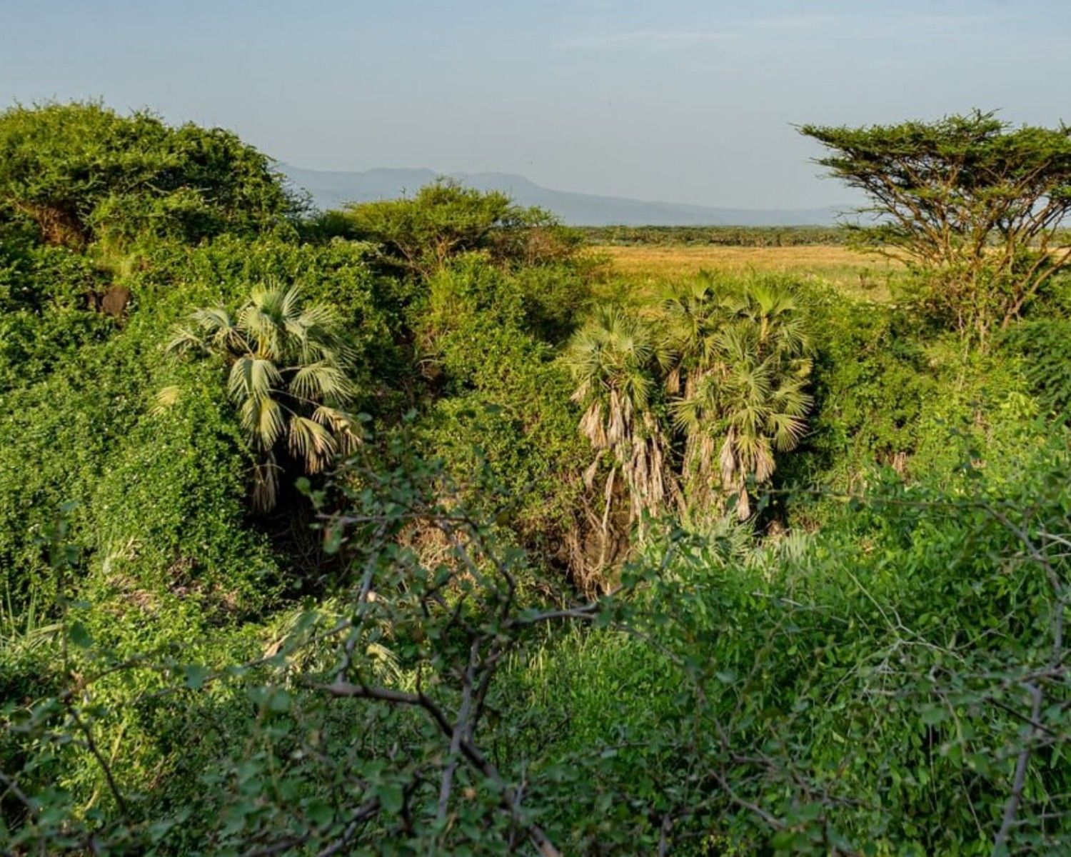 Image number 14 for 3 Days Wild Wonders And Nature, Awash Np Tour