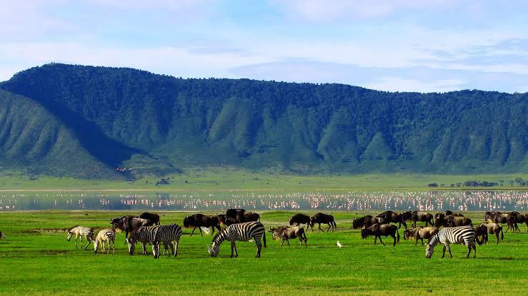 Image number 6 for 3days Serengeti National Park & Ngorongoro Crater
