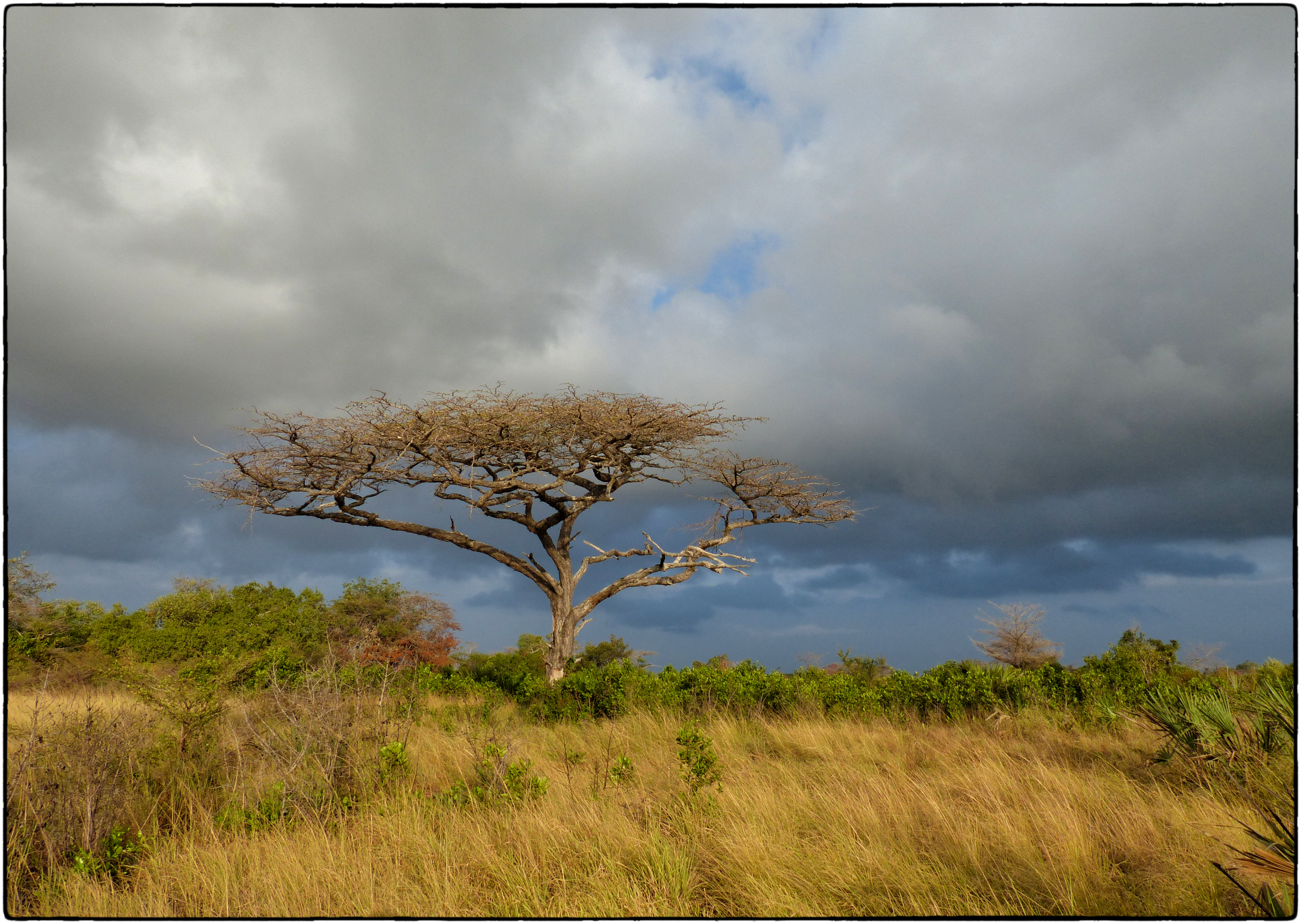background image for - 3 Days Tanzania Private Safari Serengeti