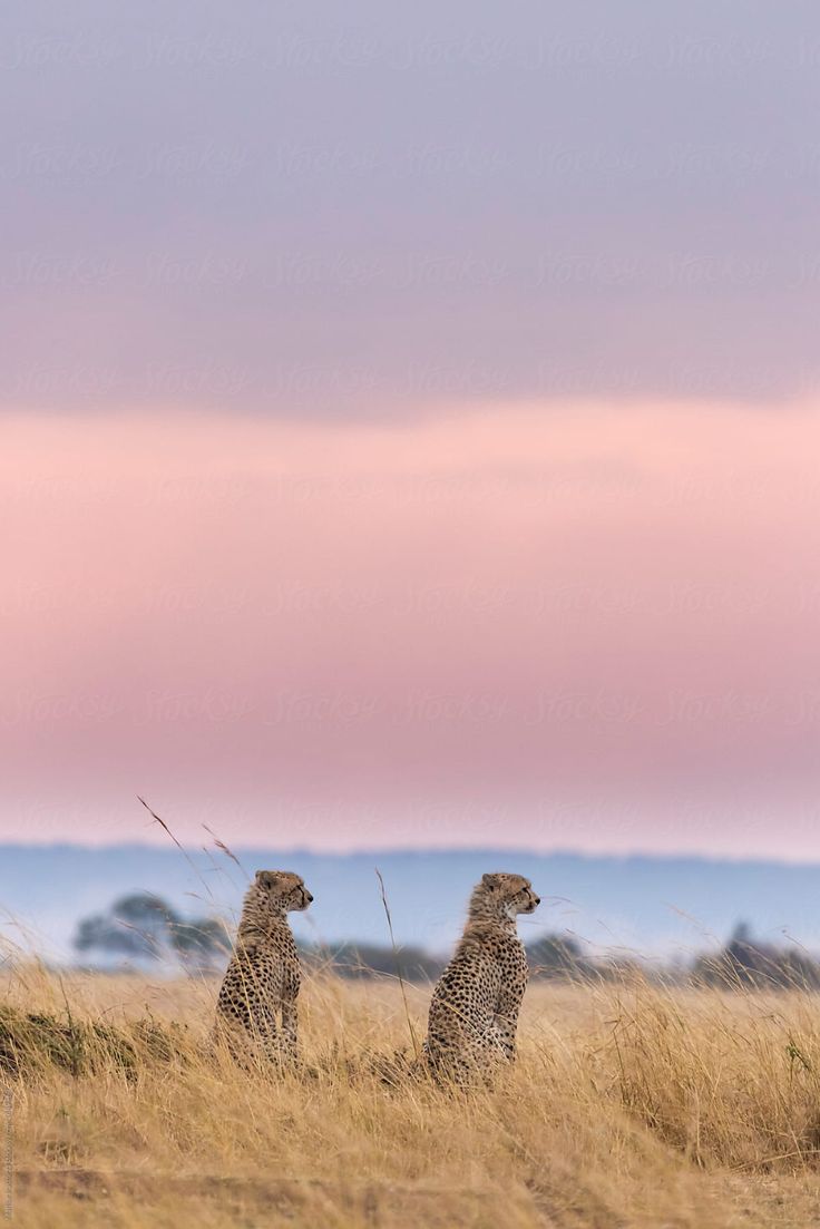 background image for - 3 Days 2 Night Maasai Mara Safari