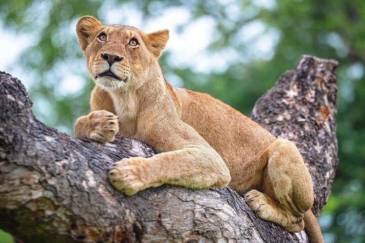 background image for - Tanzania Day Tour