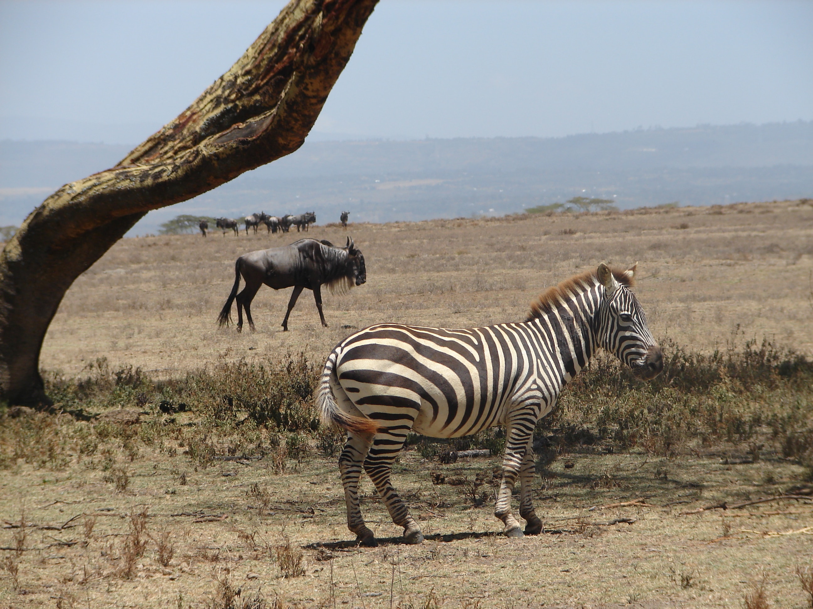 background image for - 4 Days Ndutu Area Ngorongoro Crater 