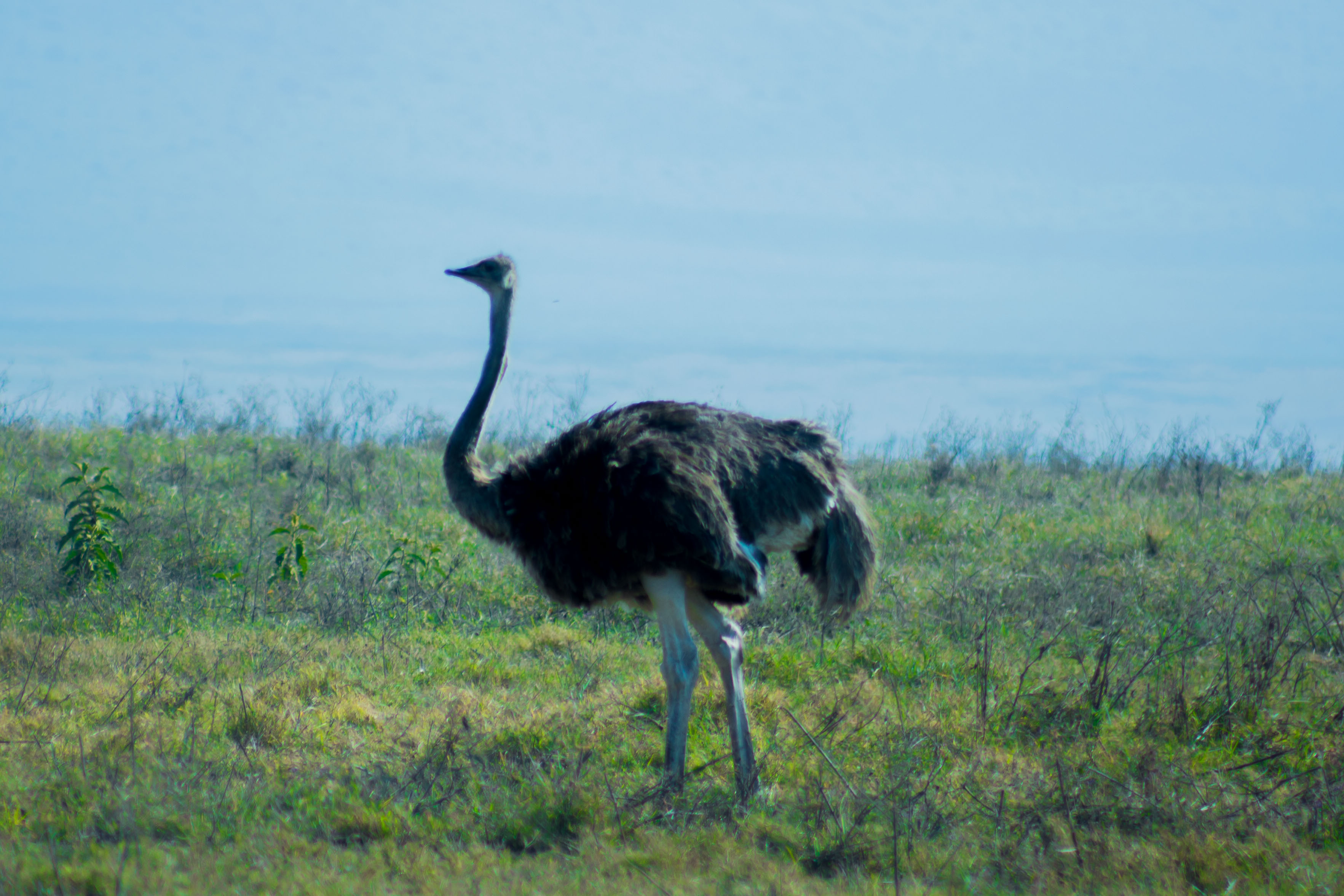 Image number 4 for Best 6 Days Safari To Mikumi Np And Ruaha Np