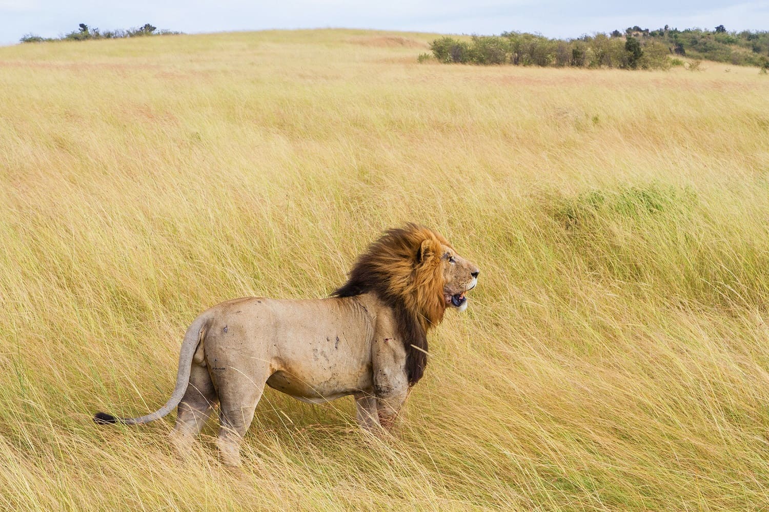 Image number 3 for 7-Day Affordable Safari Adventure (northern Circuit)