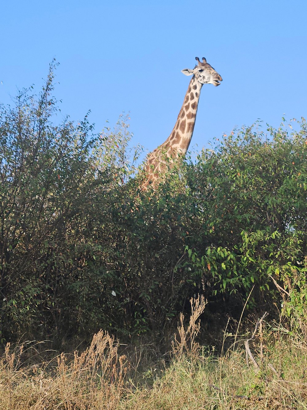 Image number 3 for  3 Days Masai Mara Big Five Safari