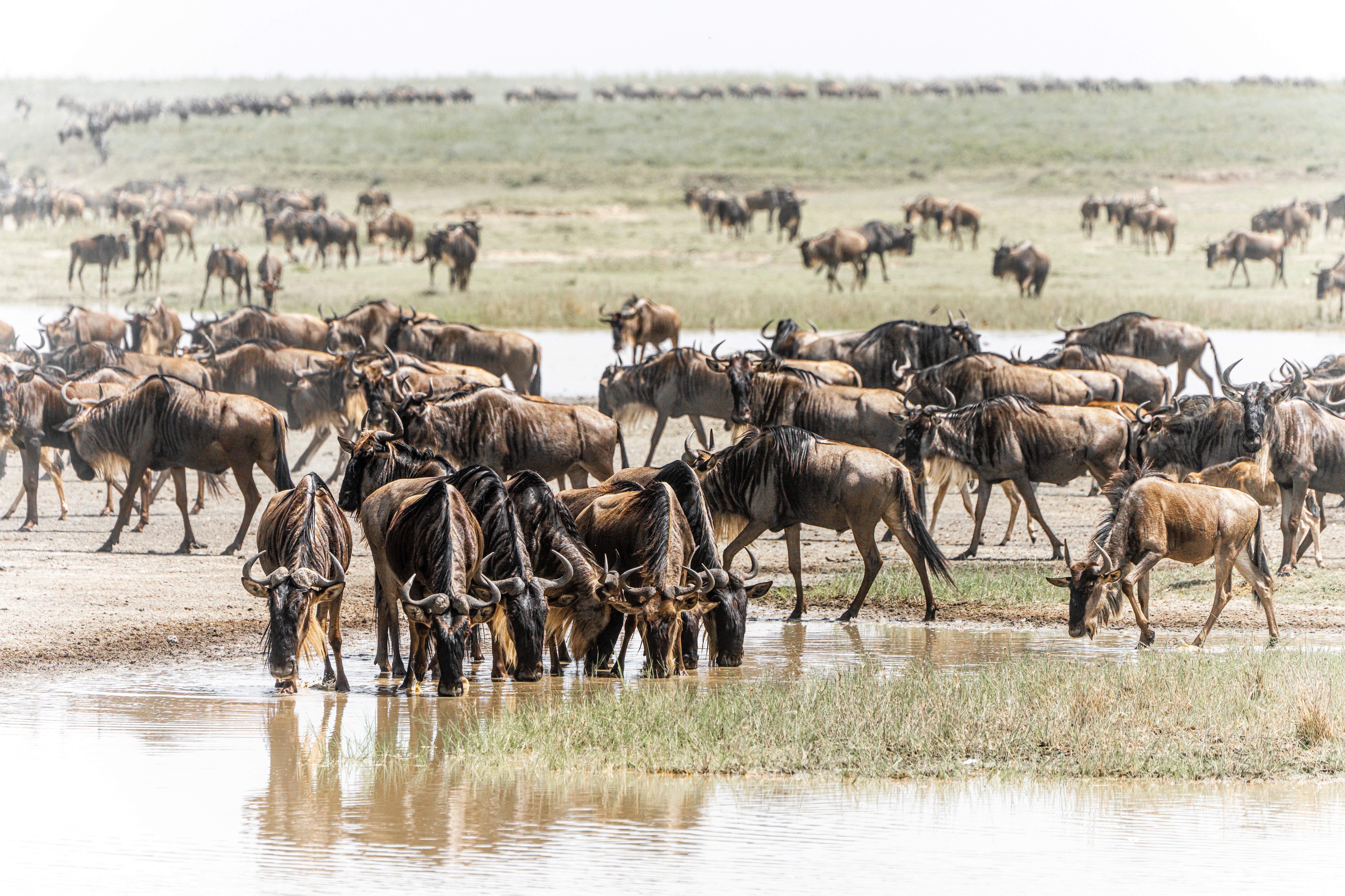 background image for - Best 8 Days Serengeti Migration Safari