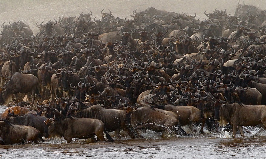 Image number 2 for  7 Days Serengeti Wildebeest Migration Safari