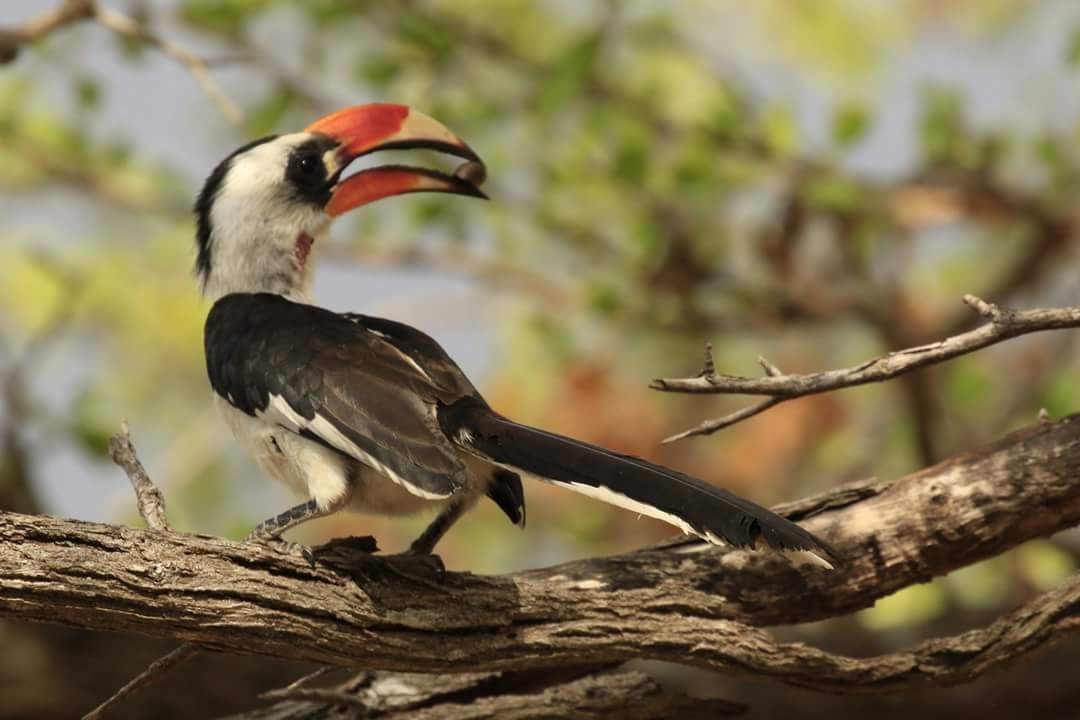 Image number 16 for 3 Day : Town Of Bagamoyo And Saadani National Park