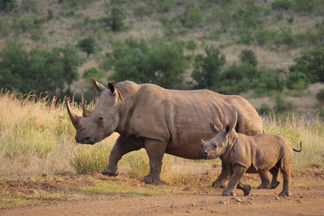 Image number 2 for 5 Days Serengeti Safari Camping Expedition