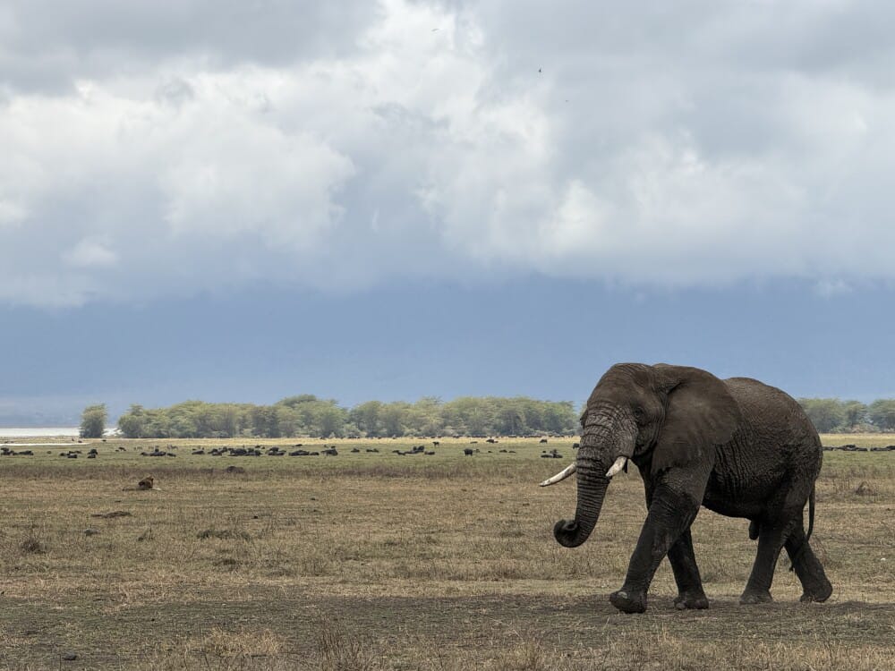 Image number 3 for 8 Days Nakuru, Masai Mara, Serengeti, Ngorongoro & Amboseli Safari:
