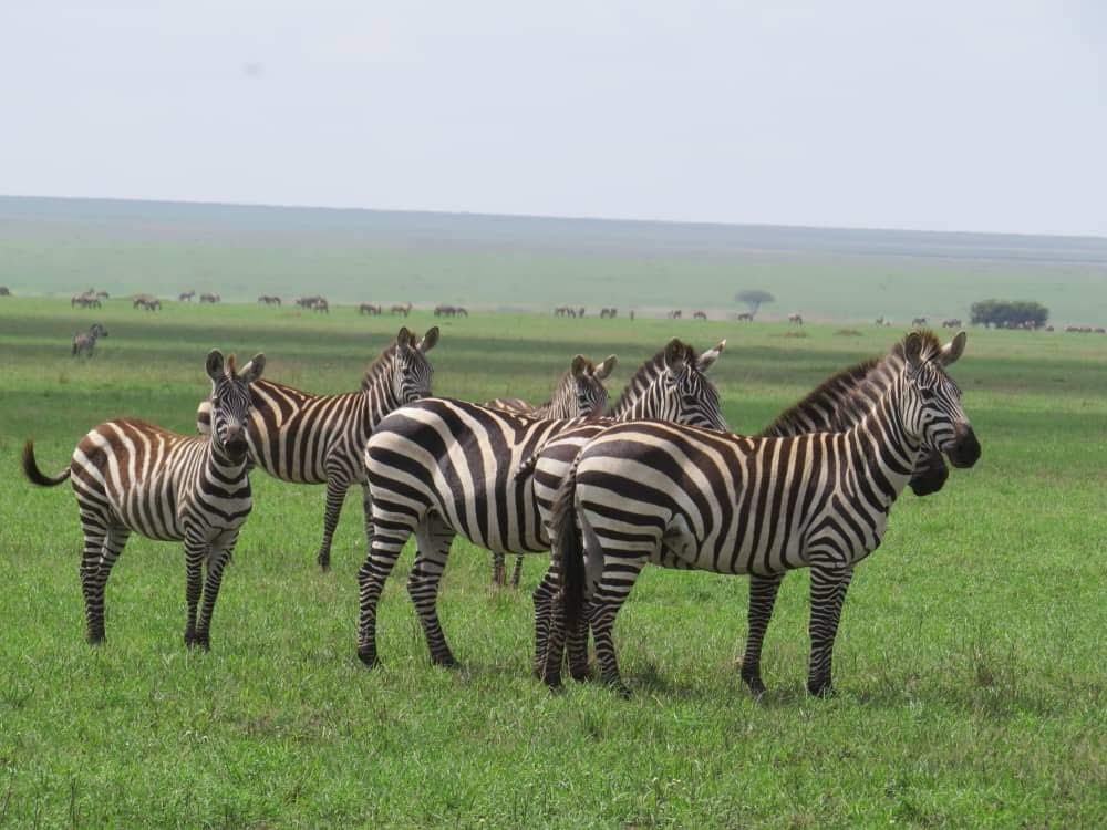 Image number 4 for Half Day Tour : Mikumi National Park From Dar-es-salaam
