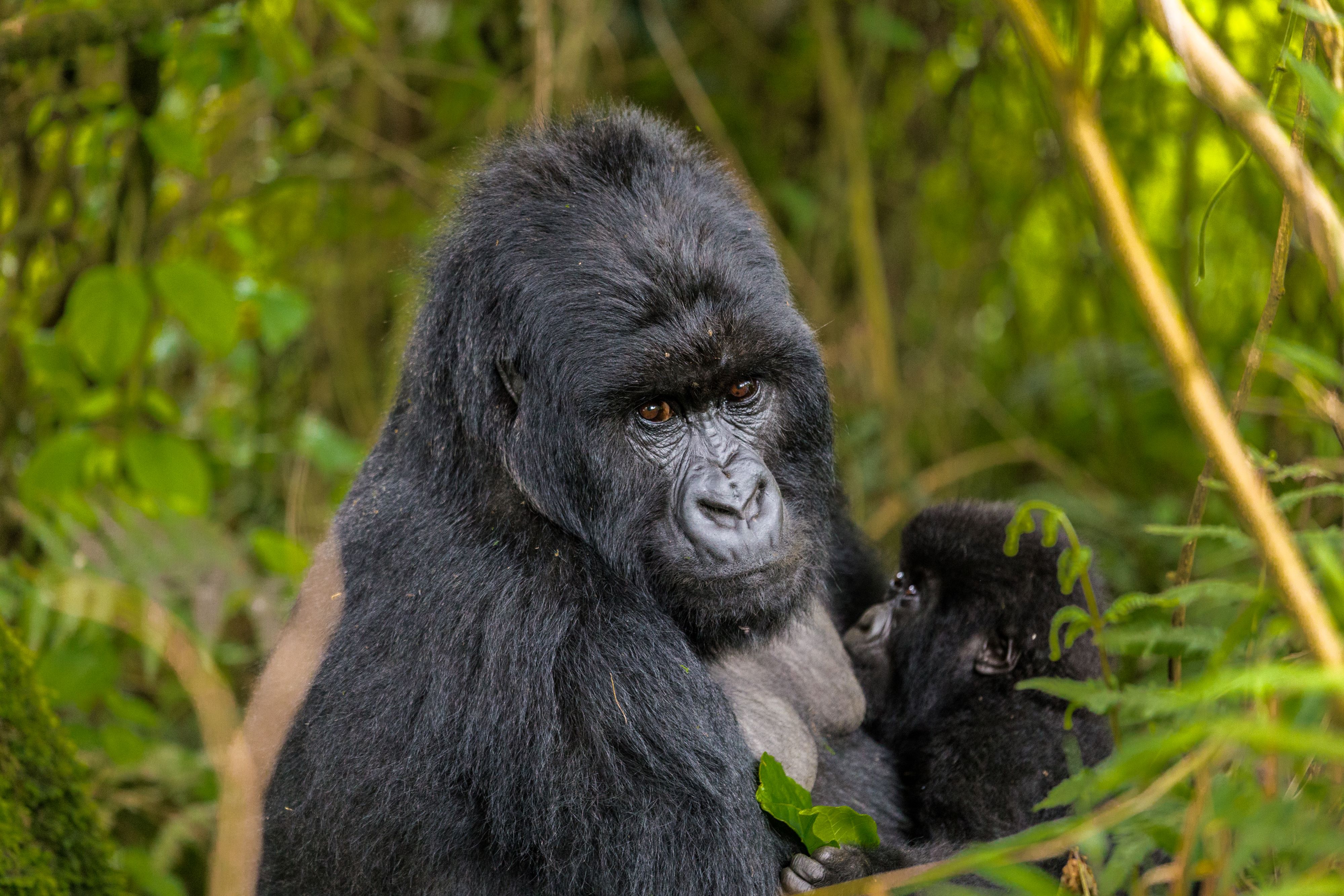 background image for - 14-Days Rwanda-Uganda Luxury Gorilla Habituation