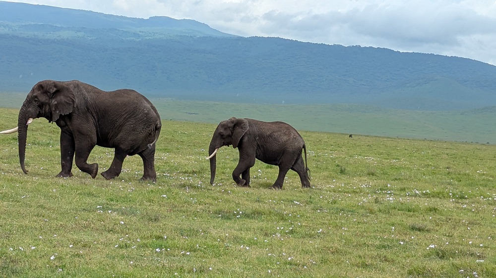 background image for - 3 Days Tanzania Sharing Group Join Safari 