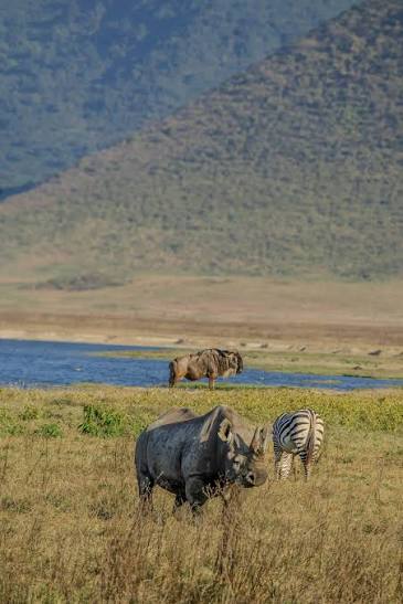 Image number 3 for Ultimate Tanzania Safari Experience