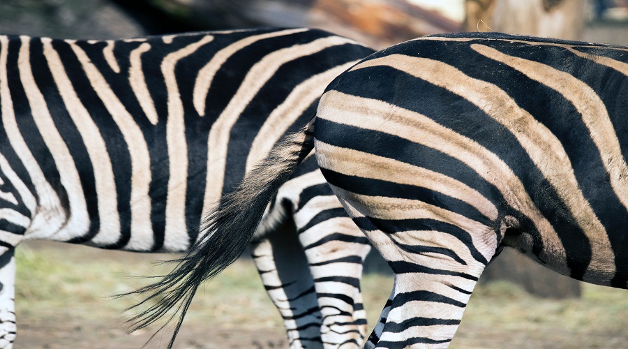 Image number 4 for 7 Days Tanzania Camping Safari 2026-2027