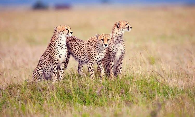Image number 6 for Signature Luxury Family Safari In Tanzania