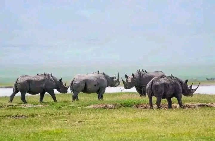 background image for - 5-Day Serengeti & Ngorongoro Safari: Classic Big-cat Country