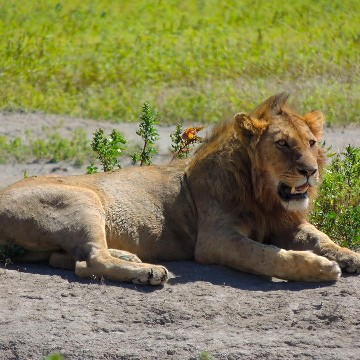 Image number 5 for Tanzania Photographic Safari