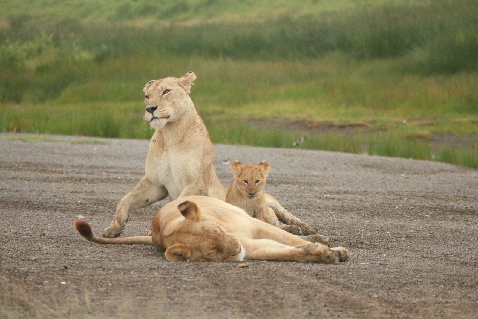background image for - Safari To Best National Parks