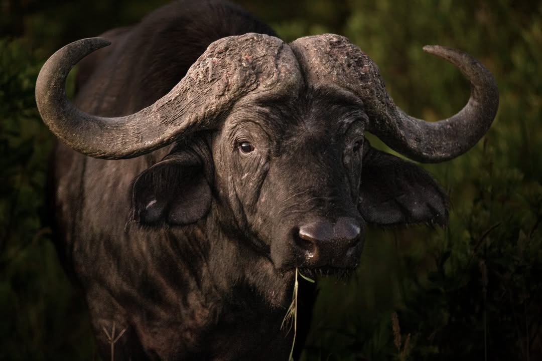 background image for - 3 Days Safari- Tarangire Manyara & Ngorongoro