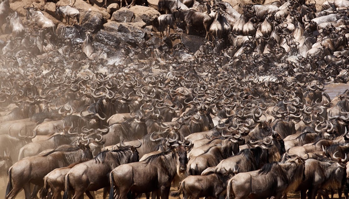 background image for - 11 Day Great Serengeti Wildebeest Safari