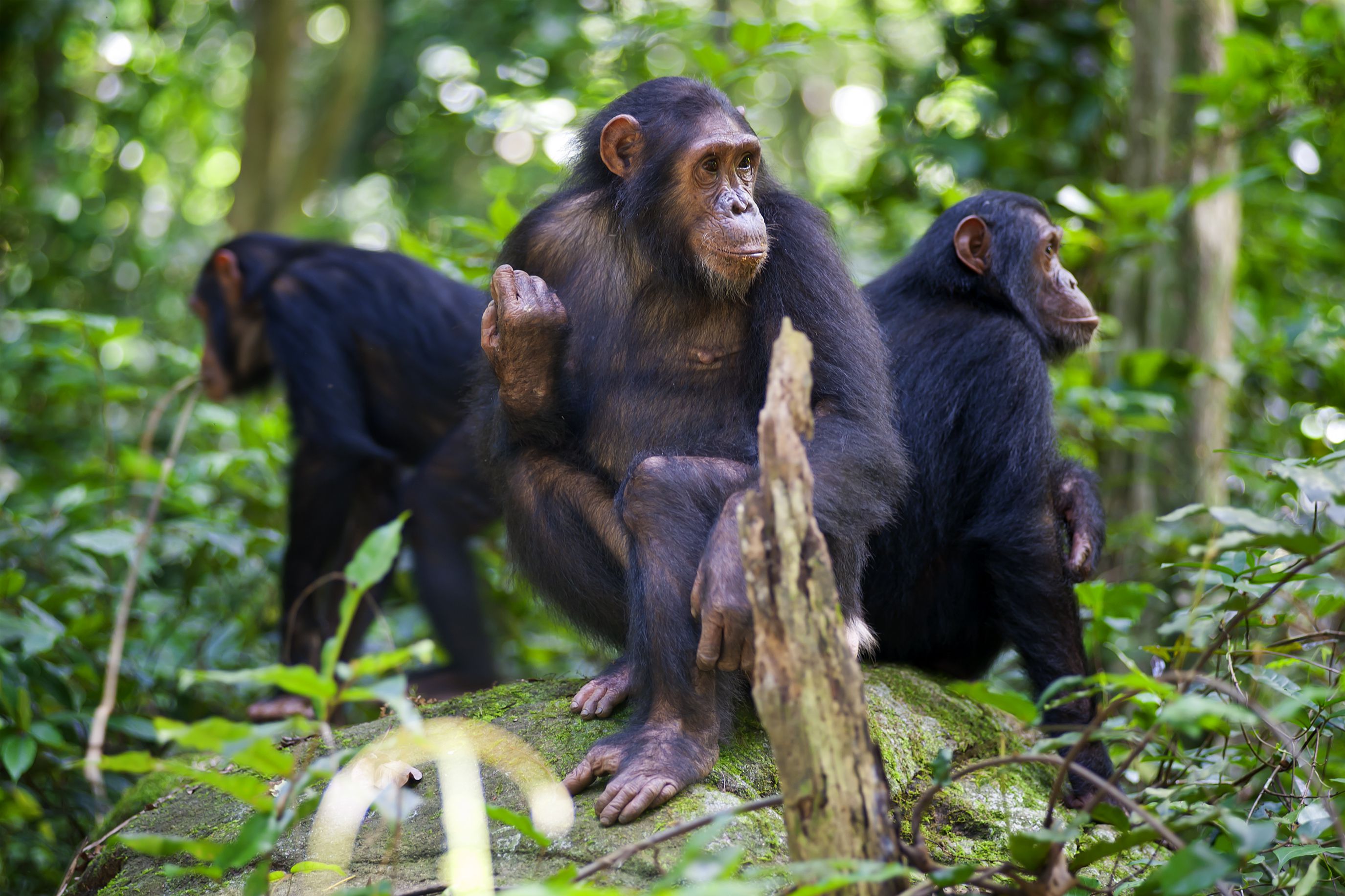 background image for - Chimpanzee Trekking Adventure Safari to Gombe