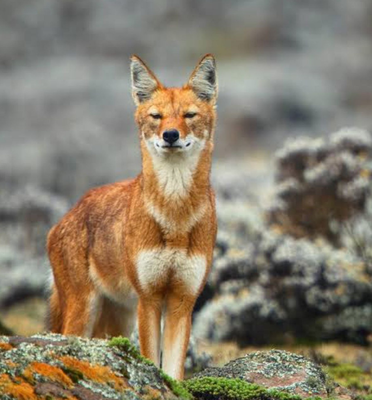 Image number 1 for 4 Days Simien Mountain Trekking & Wildlife Tour