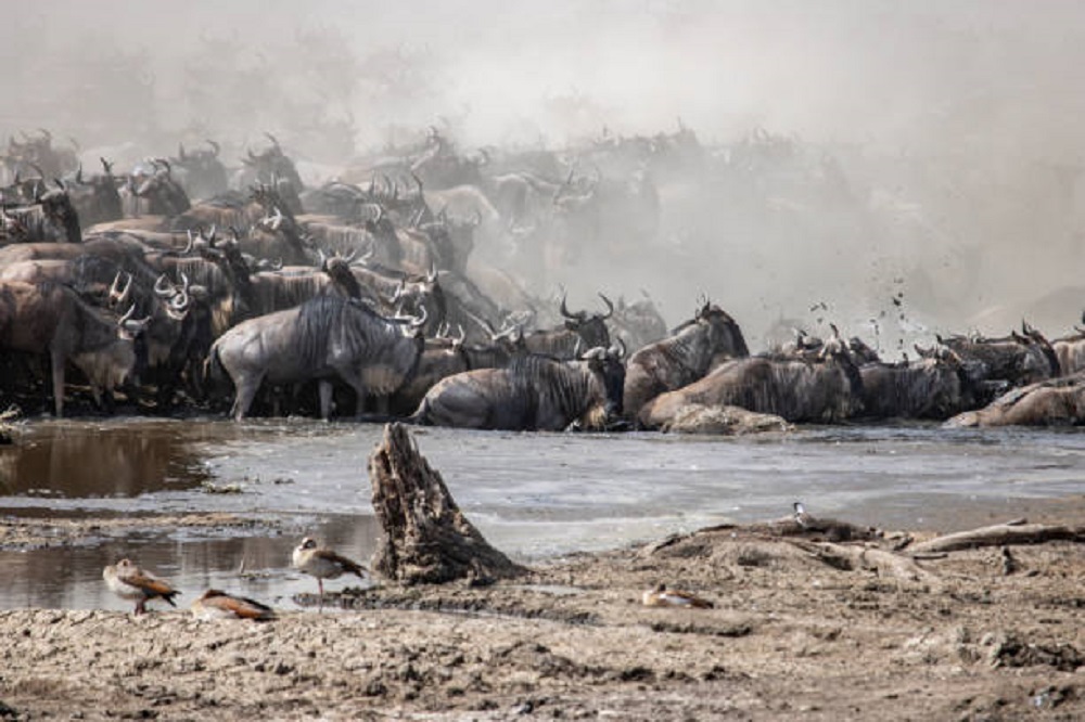 background image for - Best 6 Days Serengeti Migration Safari