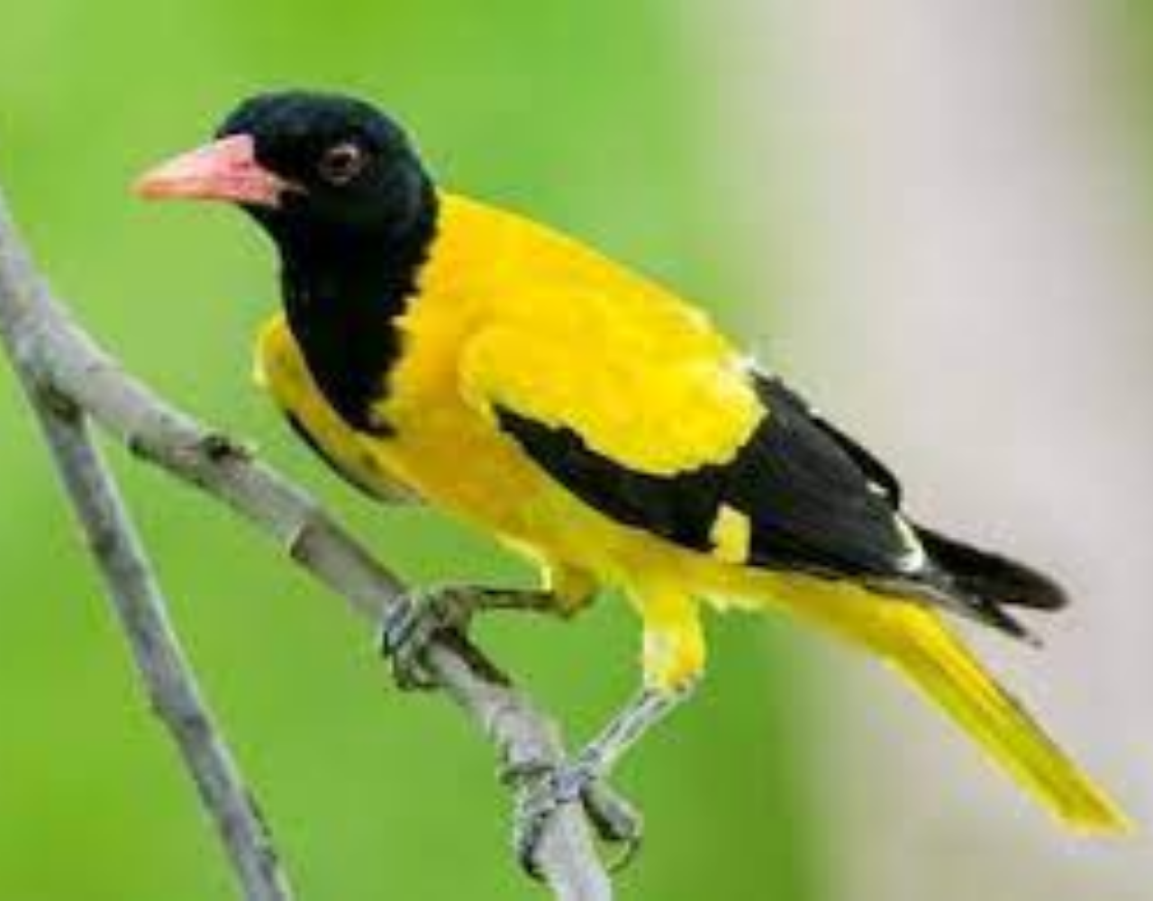 Image number 6 for 11-Day Ethiopia Birdwatching Adventure & Photograph Tour