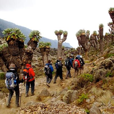 Image number 6 for 5 Days 4 Nights Kilimanjaro Climbing Via Marangu Route