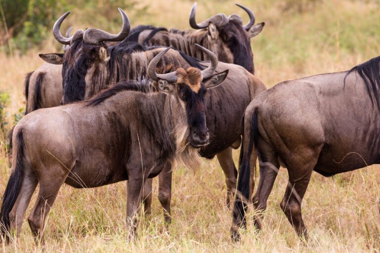 Image number 3 for 3-Day Tanzania Safari To Selous, Walking And Boat Family Adventure