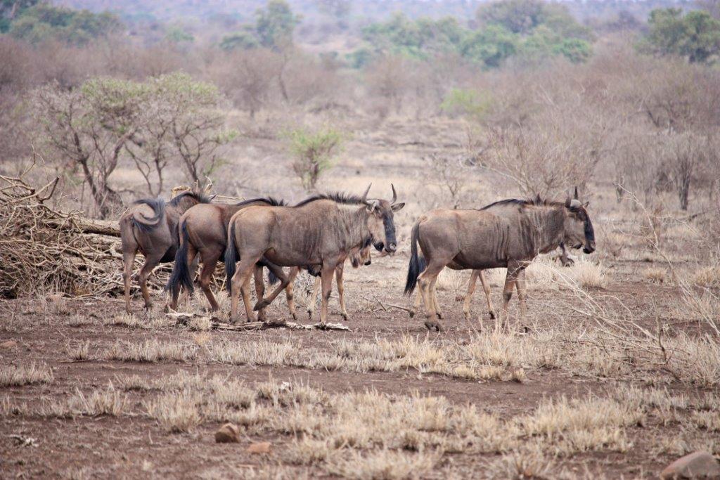 Image number 1 for 3 Days Tanzania Luxury Safari