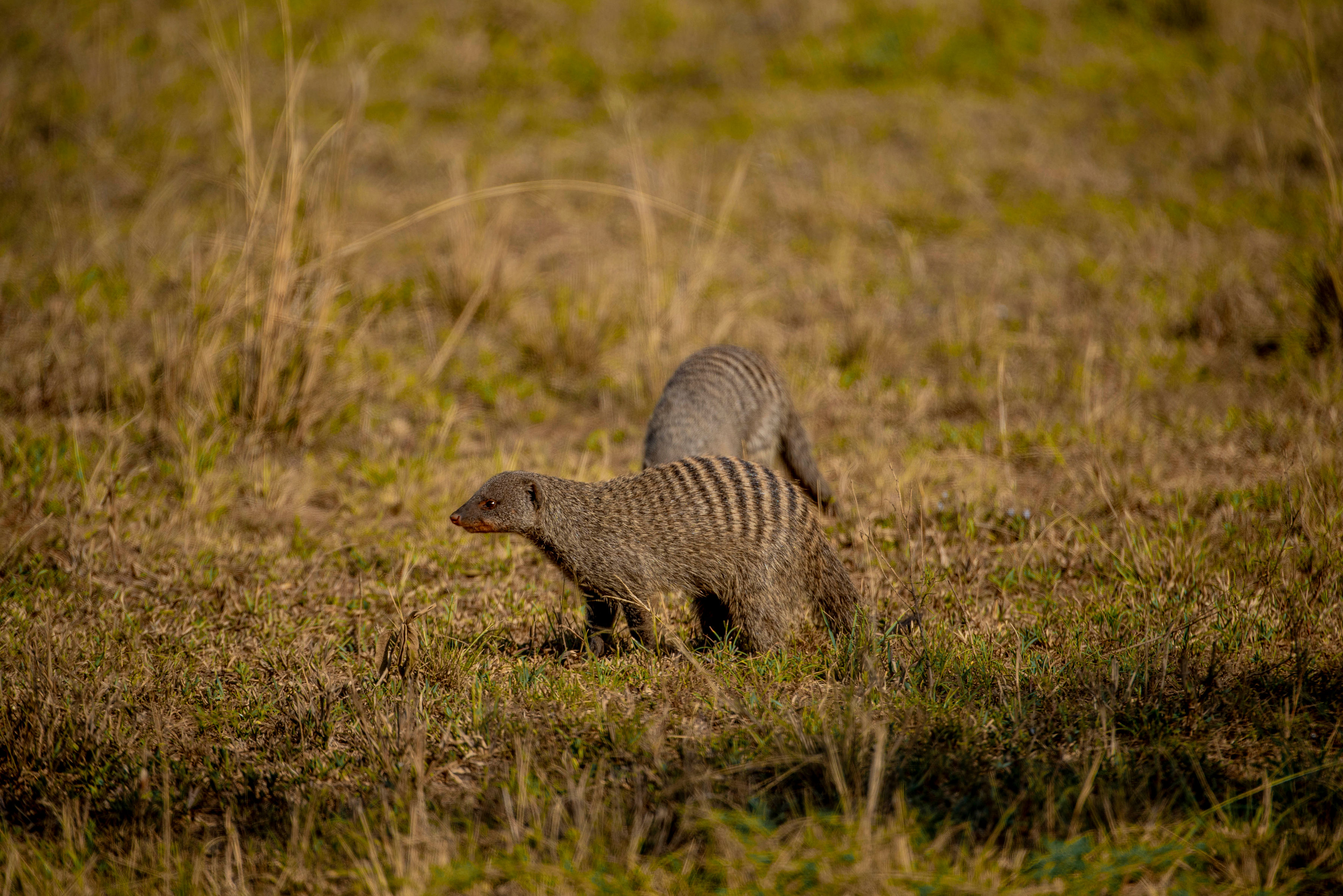 Image number 5 for Serengeti And Ngorongoro Flying In