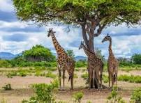 Image number 3 for Mount Kilimanjaro, Serengeti & Ngorongoro Adventure