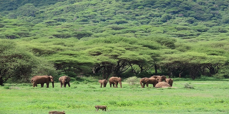 background image for - 9 Days Serengeti Wildlife Tour