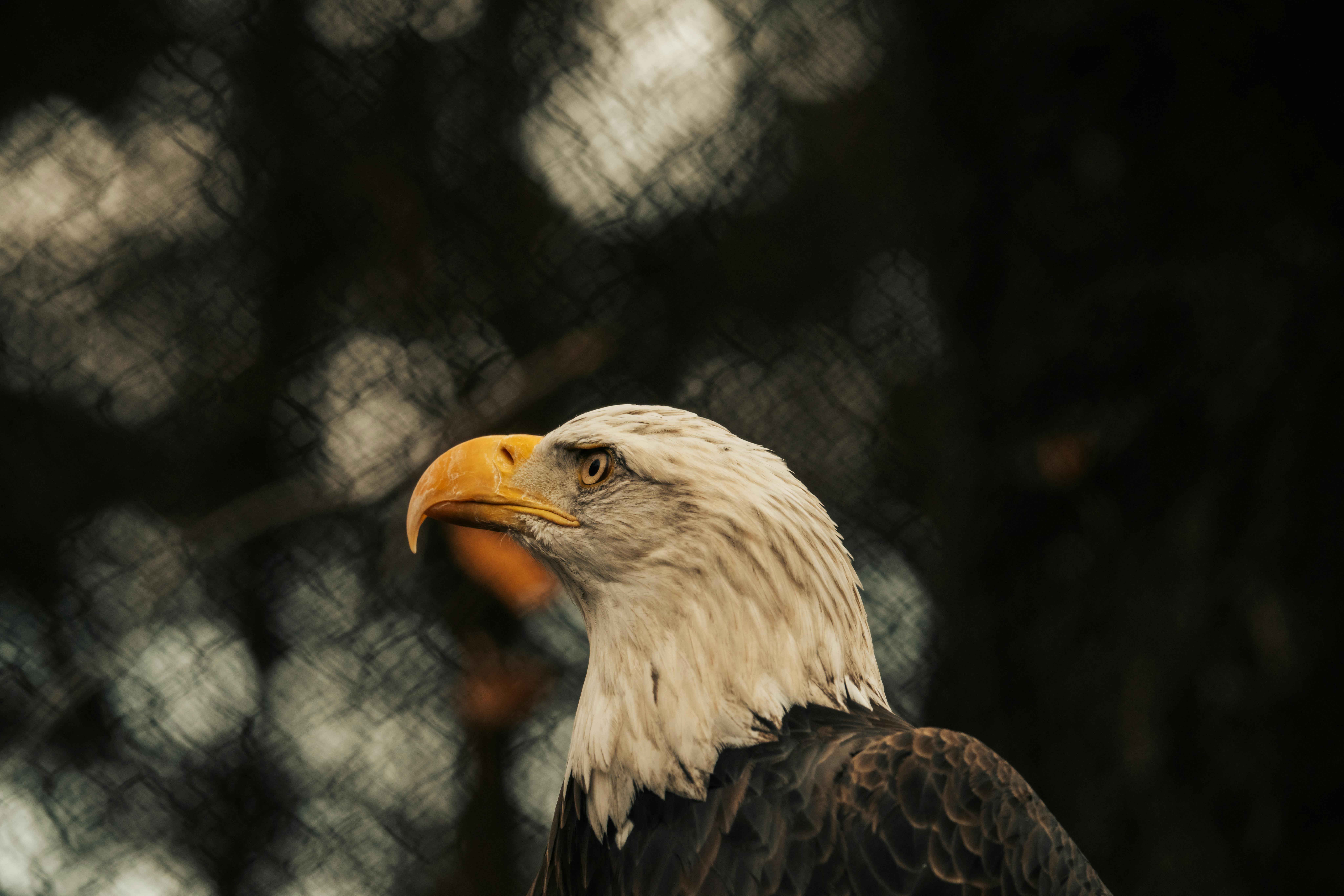 background image for - 3-Day Nyerere Np, Game Drive&walking 