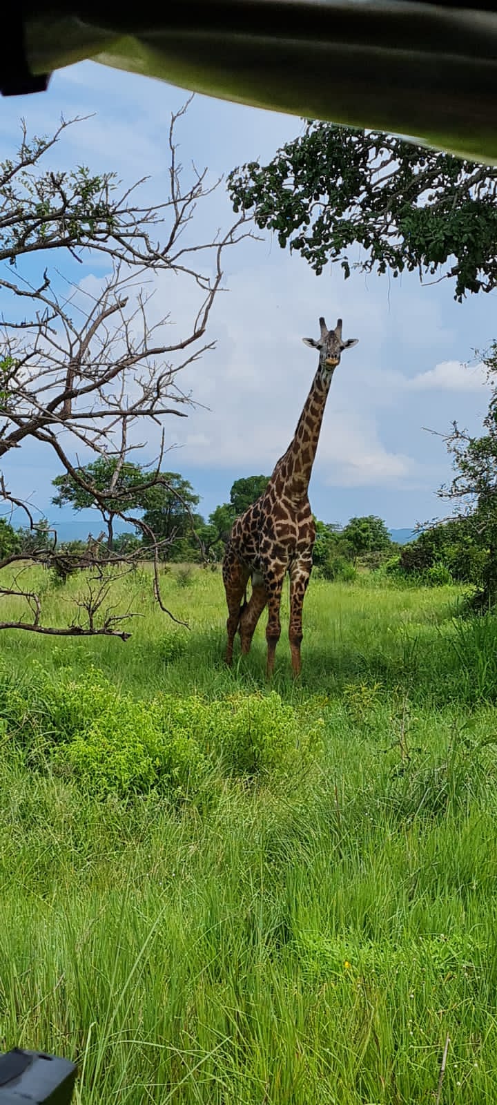 Image number 2 for Mikumi Safari From Zanzibar 